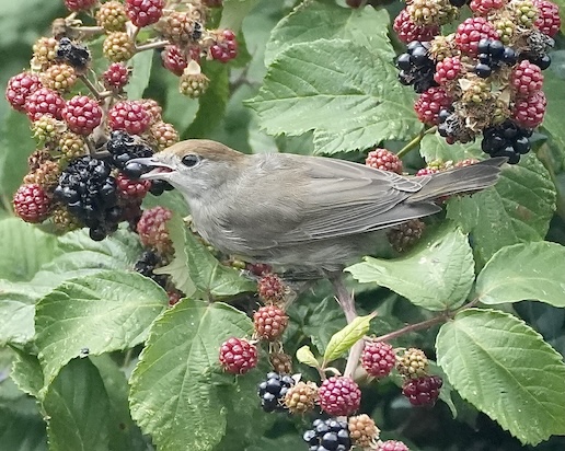 blackcap